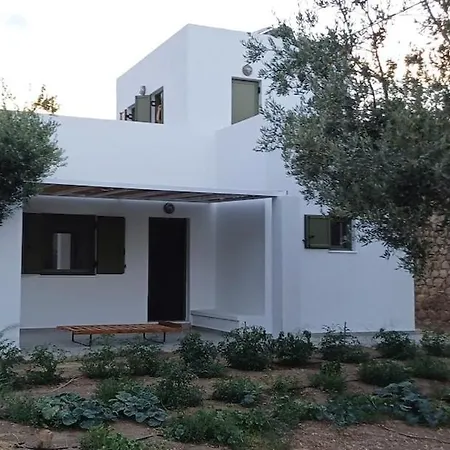 Olive Grove