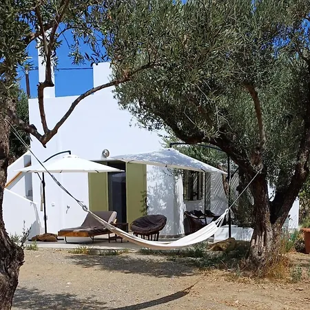 Olive Grove