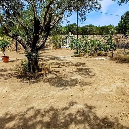 Olive Grove *
